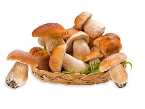 Boletus Edulis Extract