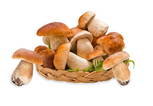 Boletus Edulis Extract