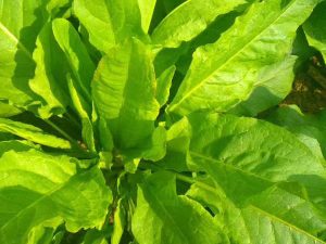 Rumex Dapibus Extract