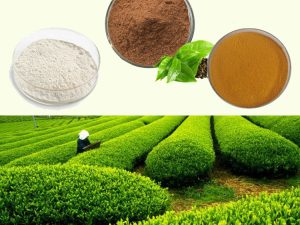 there are three main ingredients extracted from green tea,