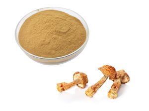 Organic Agaricus Blazei Murrill Extract