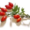 Rose hip polyphenols