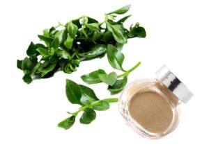 Andrographis Paniculata Extract