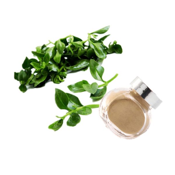 Andrographis Paniculata Extract
