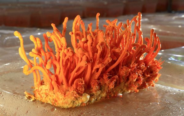 Cordyceps Sinensis 2