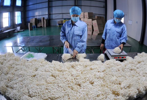 Flammulina velutipes extract plant