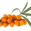Sea Buckthorn fruit