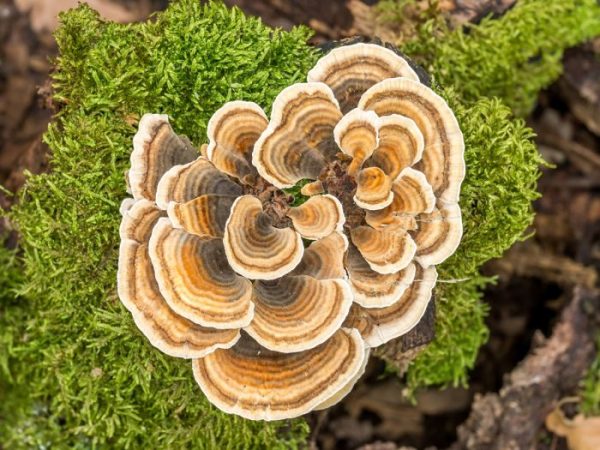 Turkey-Tail-Extract-Powder