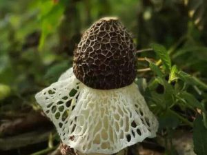 Dictyophora Indusiata Extract