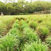 lemon grass plant