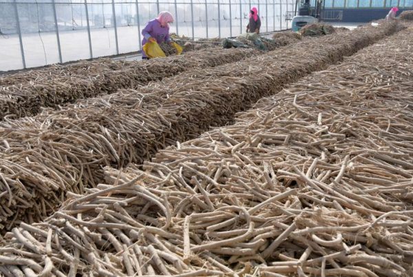 Astragalus dry plant