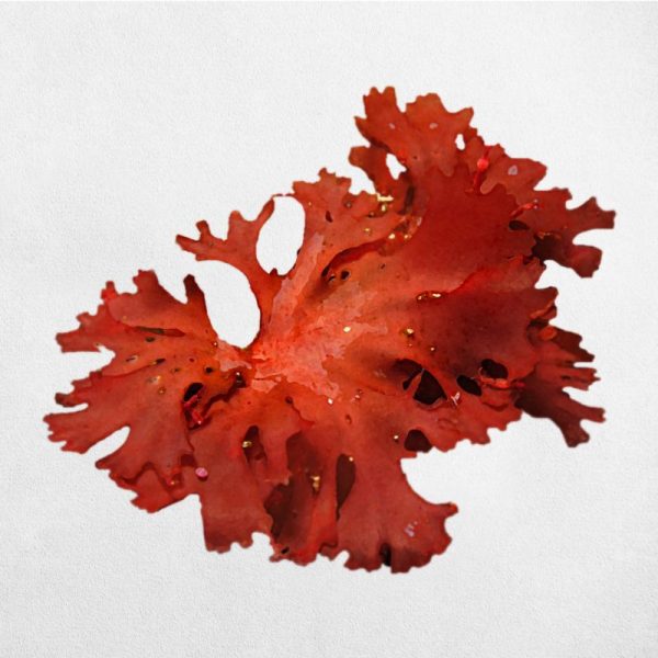 astaxanthin-raw-material-yohbio