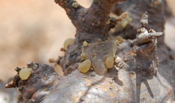 original Boswellin resin in the tree