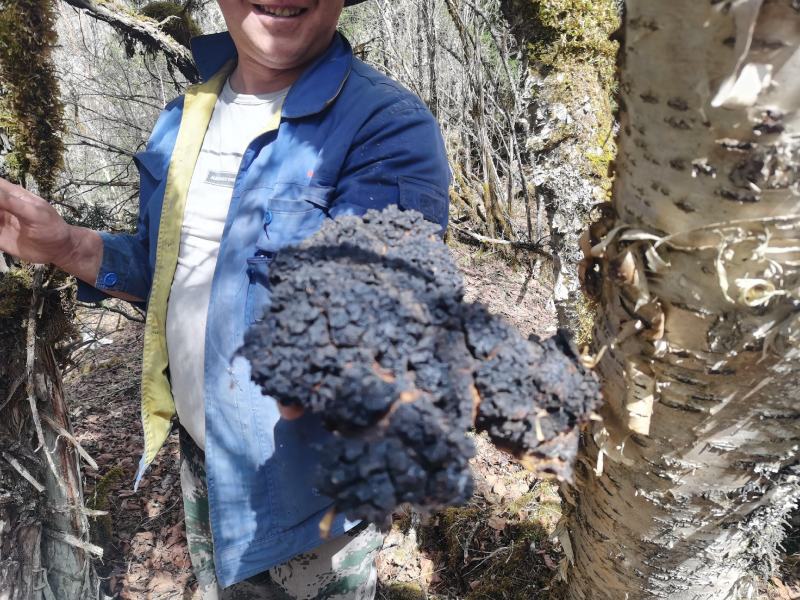 chaga tree