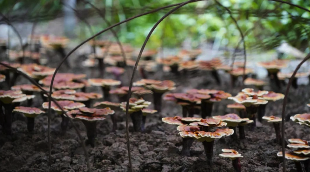 yohopharm Ganoderma lucidum plant