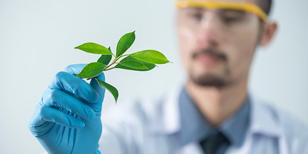 organic herb for improving human body health
